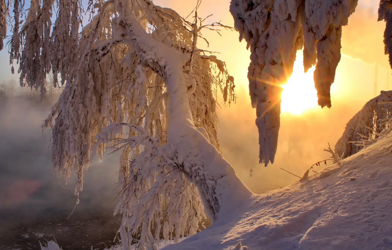 Photo wallpaper winter, the sun, snow, trees, morning, rays of light
