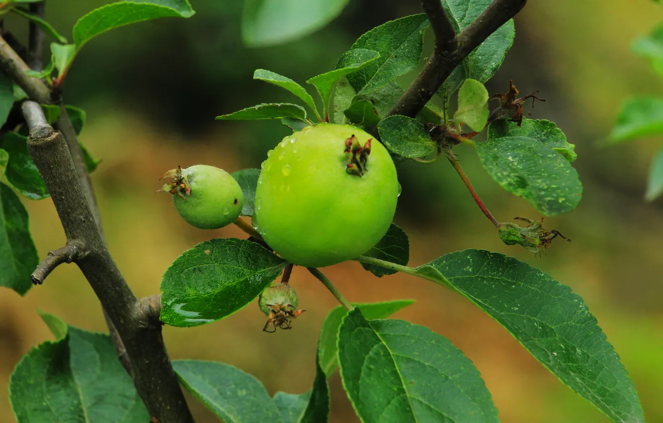 Photo wallpaper apple, tree, fruit