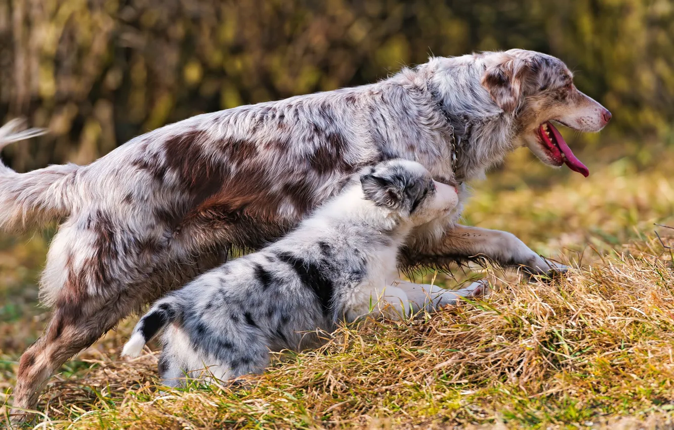 Photo wallpaper puppy, walk, Australian shepherd, motherhood