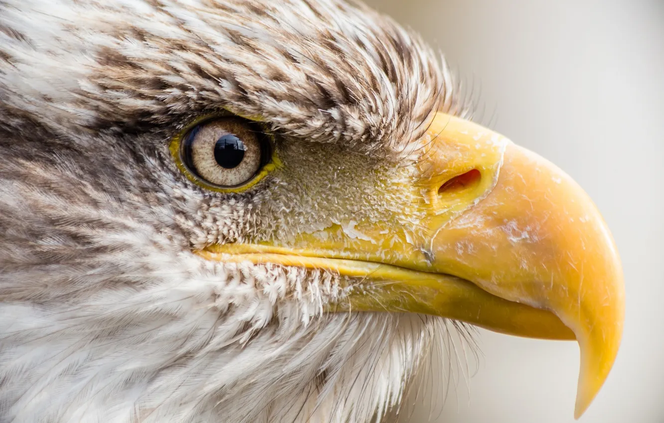 Photo wallpaper bird, predator, beak, profile, bald eagle