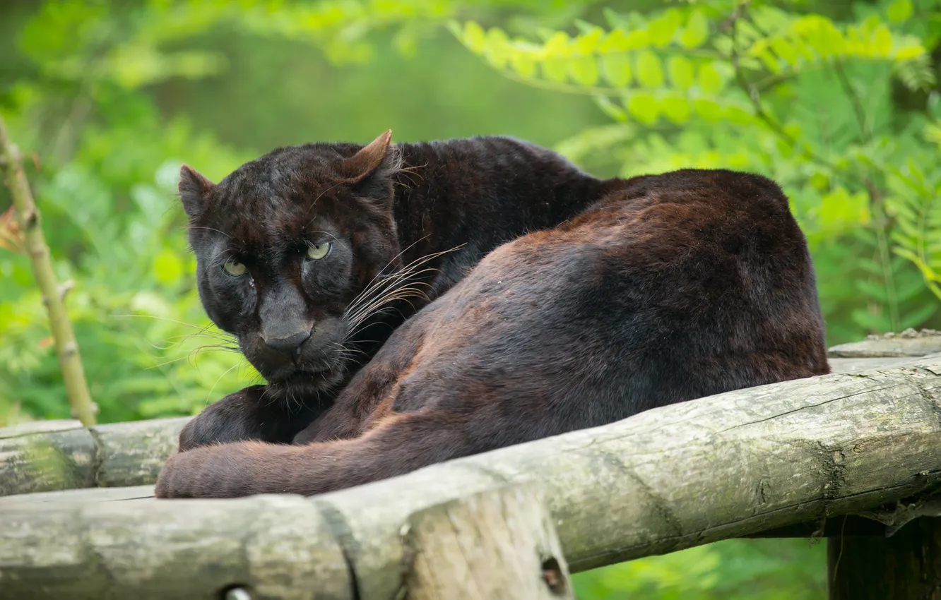 Photo wallpaper cat, look, stay, Panther, log, black leopard
