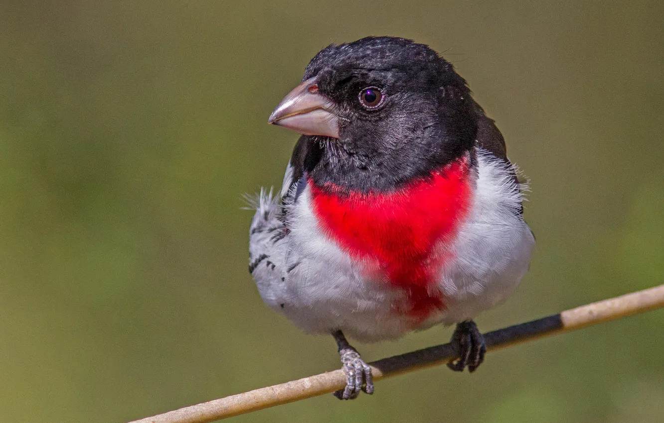 Photo wallpaper branches, bird, color, feathers, beak