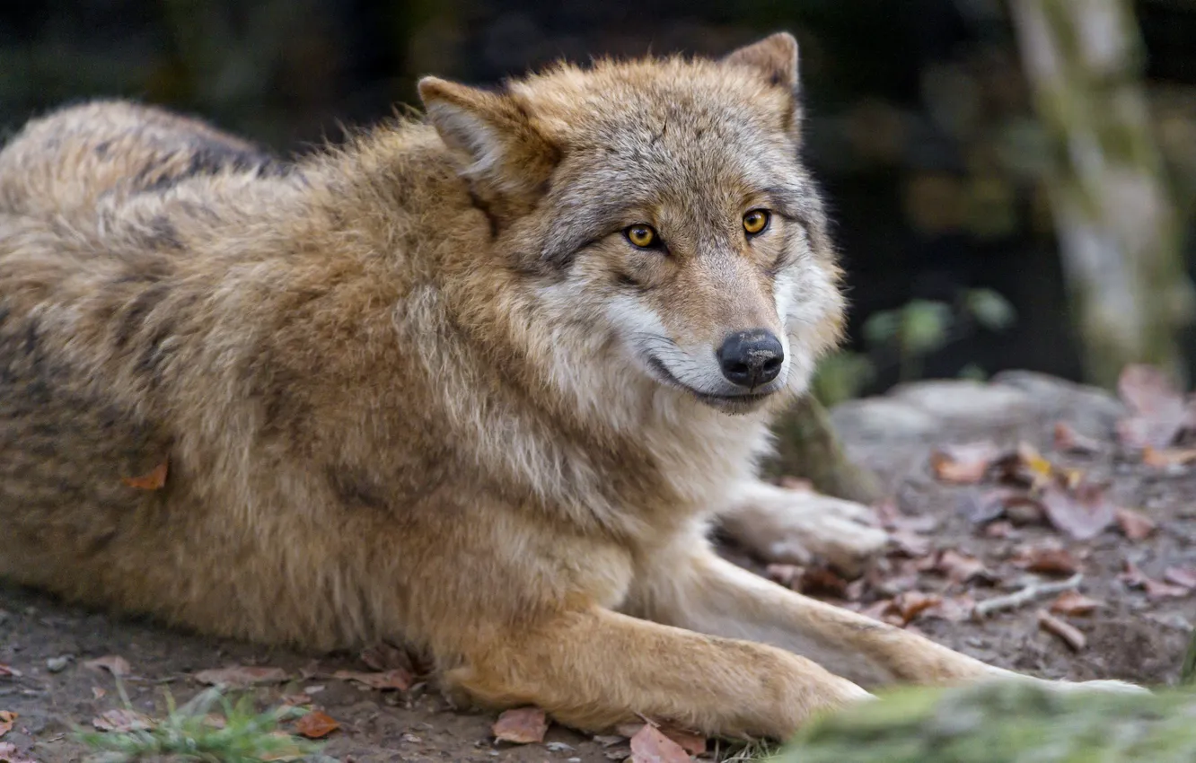 Photo wallpaper look, wolf, predator, ©Tambako The Jaguar