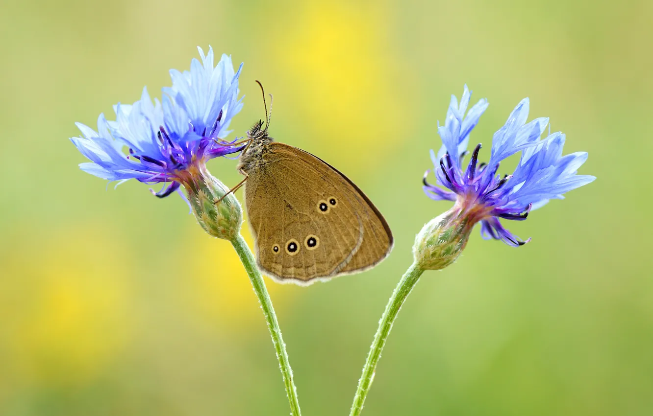 Photo wallpaper summer, macro, flowers, background, butterfly, blue, insect, brown