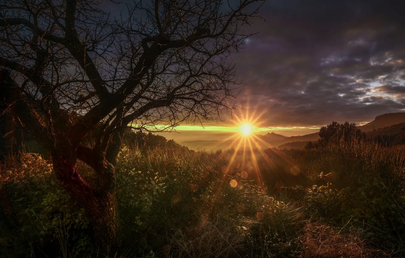 Photo wallpaper field, the sky, the sun, clouds, rays, light, trees, sunset