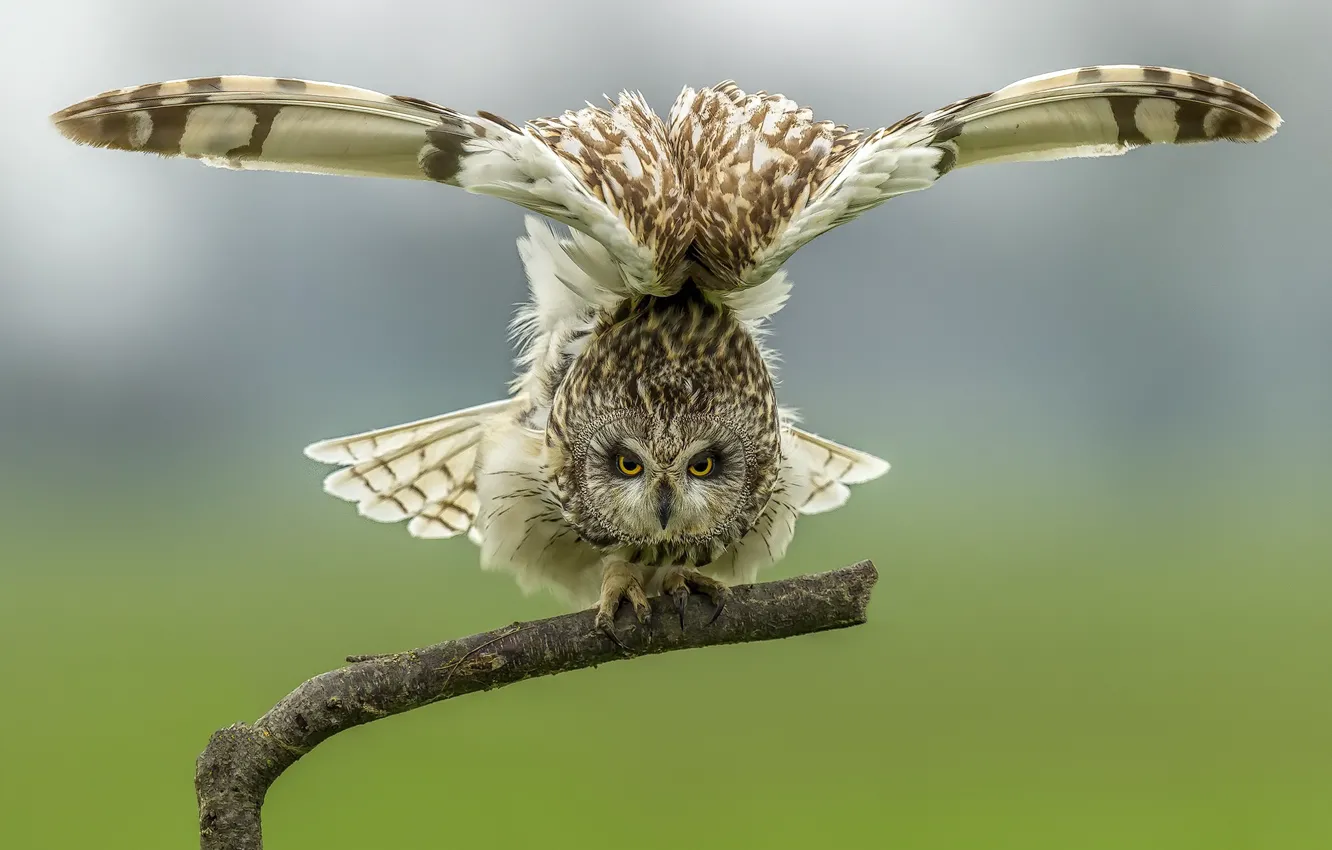 Photo wallpaper birds, tree, short-eared owl