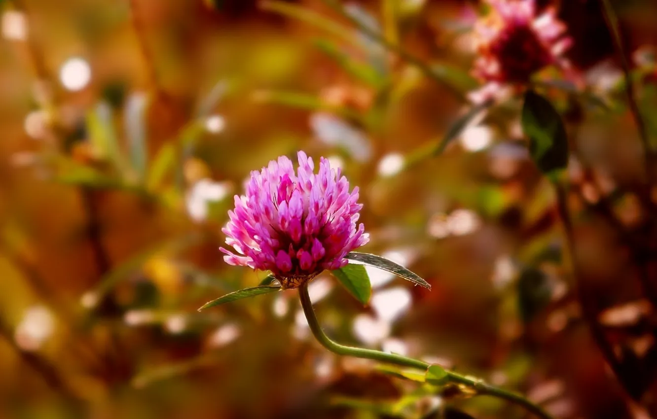 Photo wallpaper flower, pink, blooming