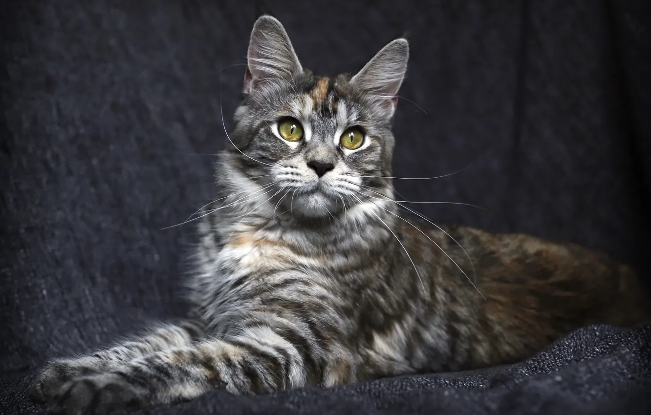 Photo wallpaper cat, cat, look, background