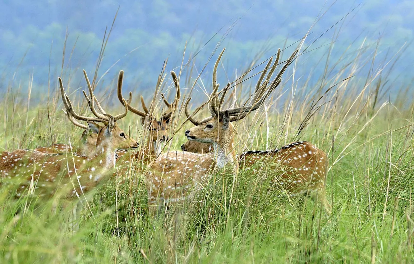 Photo wallpaper grass, deer, India, horns, National Park Jim Corbett