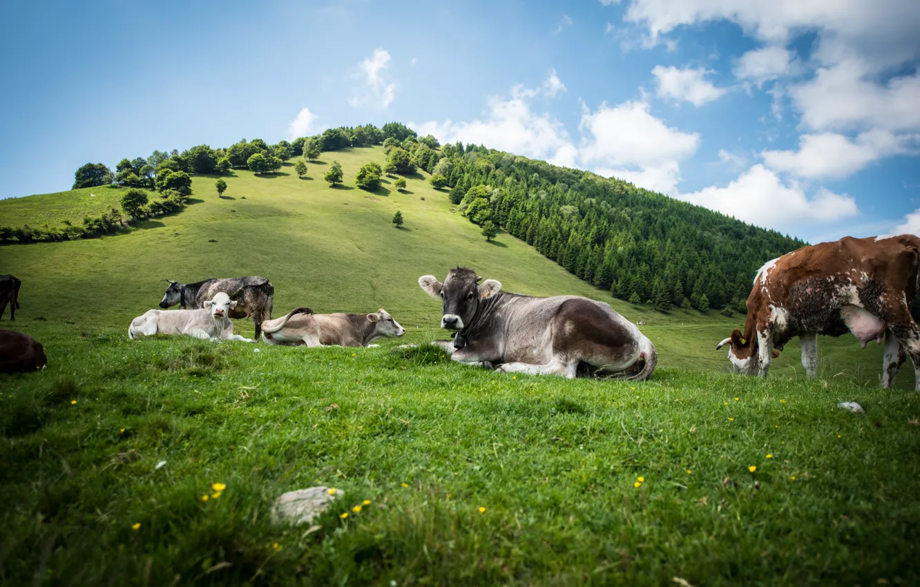 Photo wallpaper field, forest, summer, grass, clouds, mountains, hills, stay