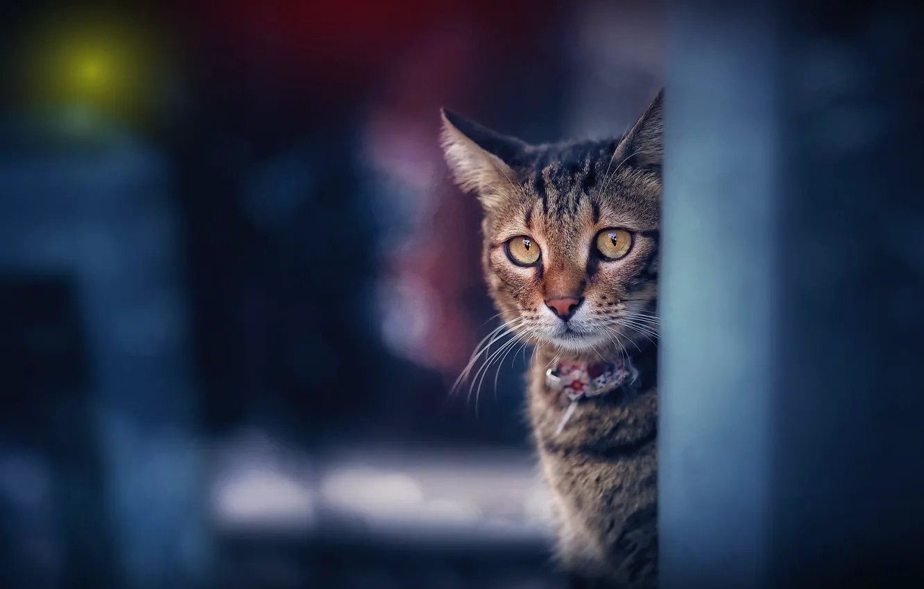 Photo wallpaper cat, cat, face, grey, portrait, striped, bokeh, Peeps