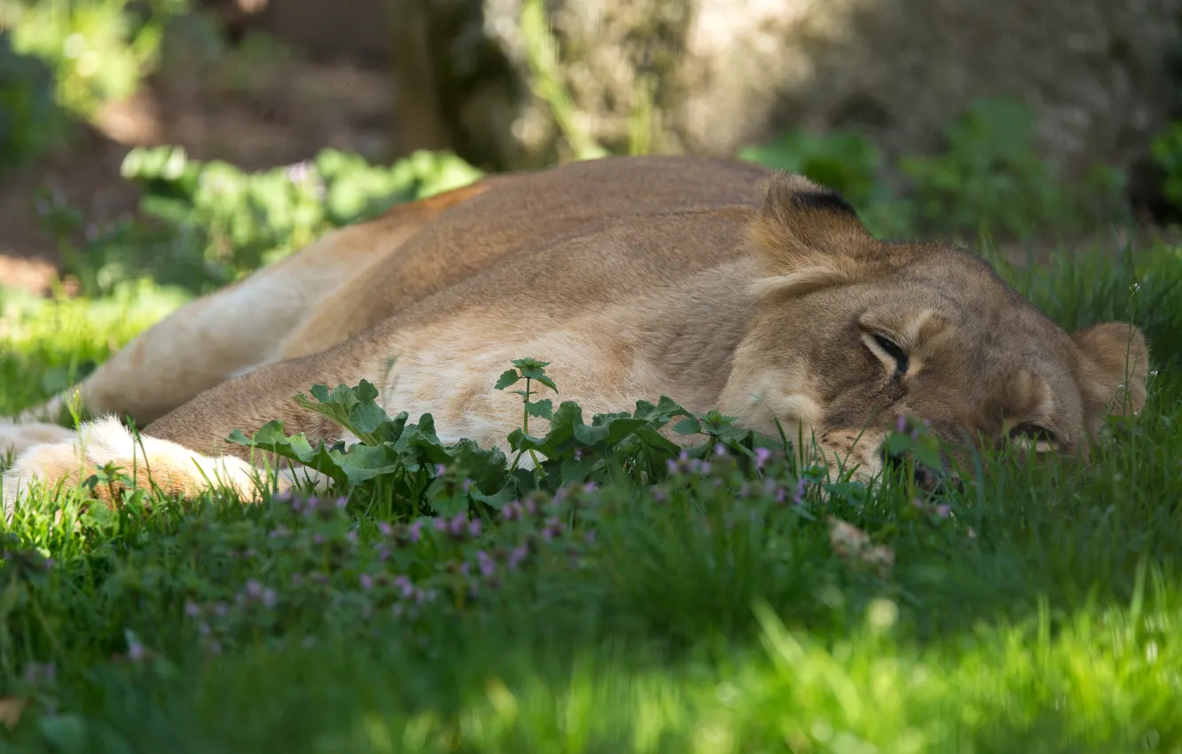 Photo wallpaper nature, stay, lies, lioness