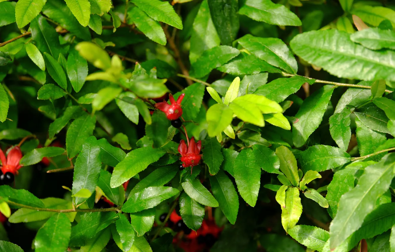 Photo wallpaper red, nature, green, plant