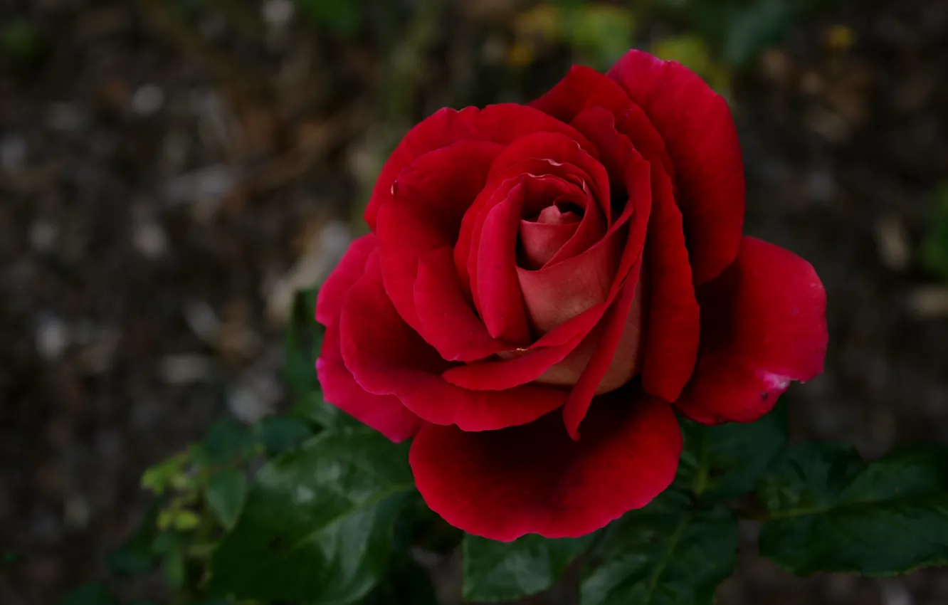 Photo wallpaper Bokeh, Bokeh, Red rose, Red rose