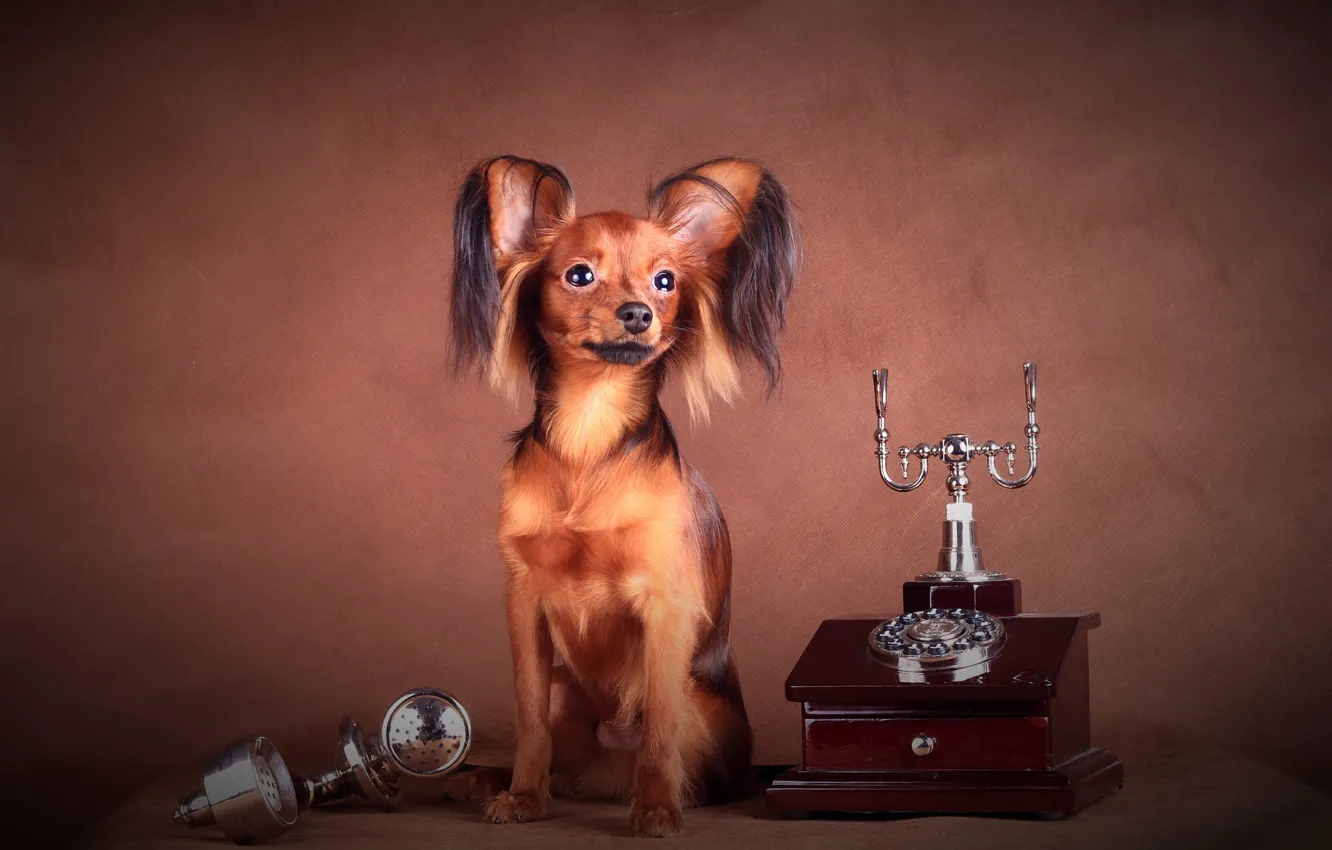 Photo wallpaper look, pose, retro, tube, dog, phone, face, sitting