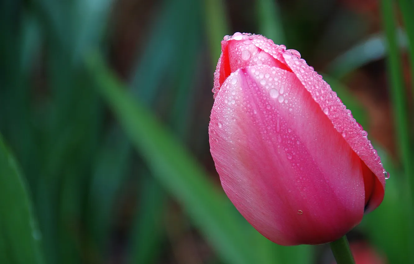 Photo wallpaper leaves, drops, macro, flowers, spring, tulips, pink, buds