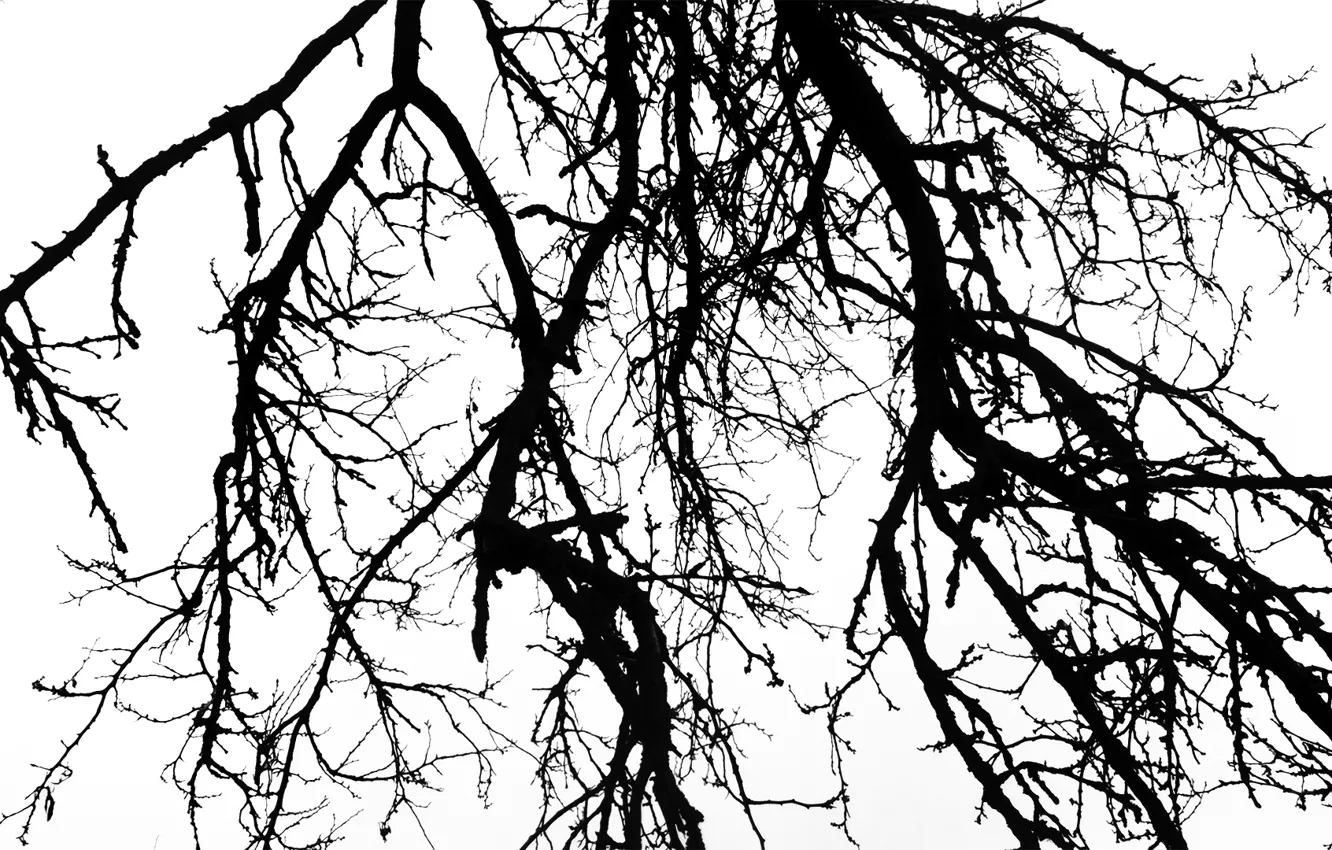 Photo wallpaper the sky, mood, white background, black and white, Branch