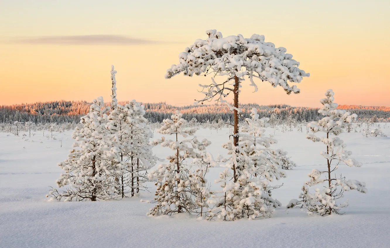 Photo wallpaper winter, frost, forest, light, snow, nature, morning, pine