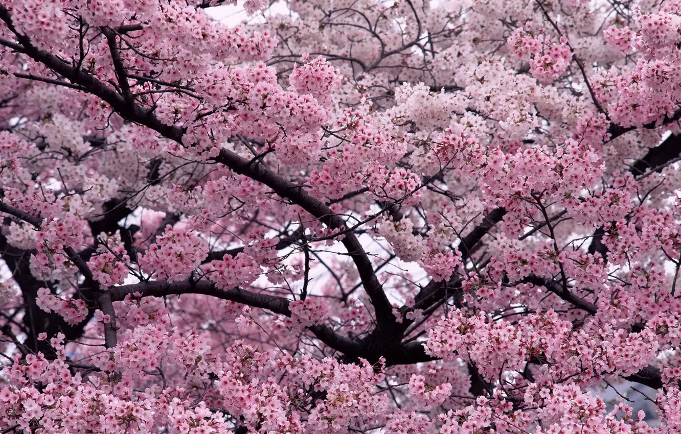 Photo wallpaper trees, flowers, cherry