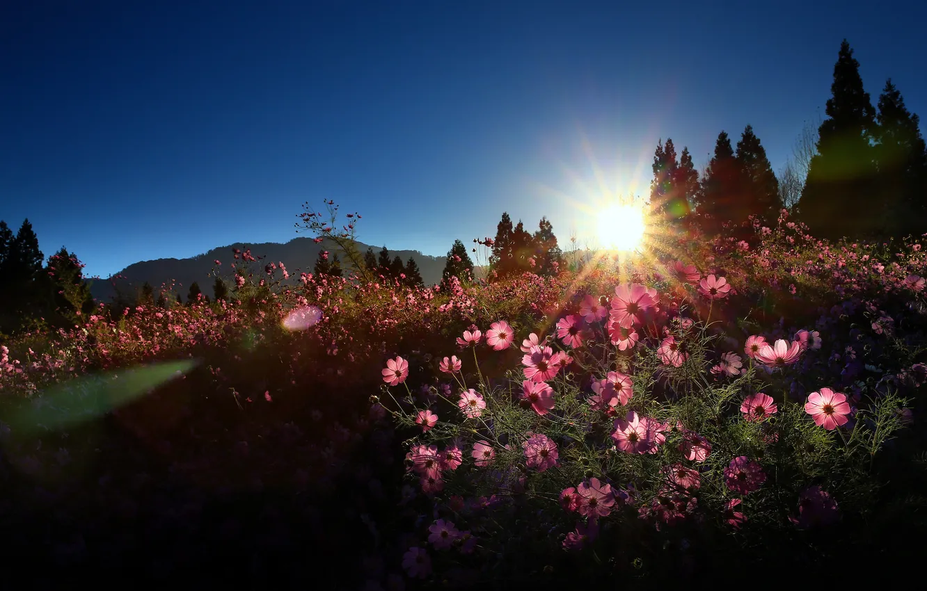 Photo wallpaper light, flowers, nature