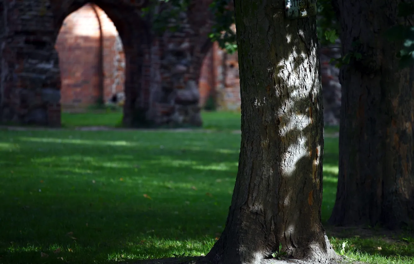 Photo wallpaper light, trees, Park