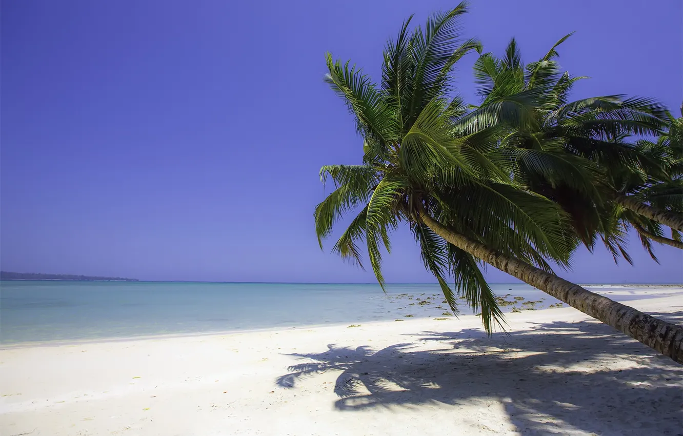 Photo wallpaper sea, beach, summer, tropics, palm trees, pair, blue water