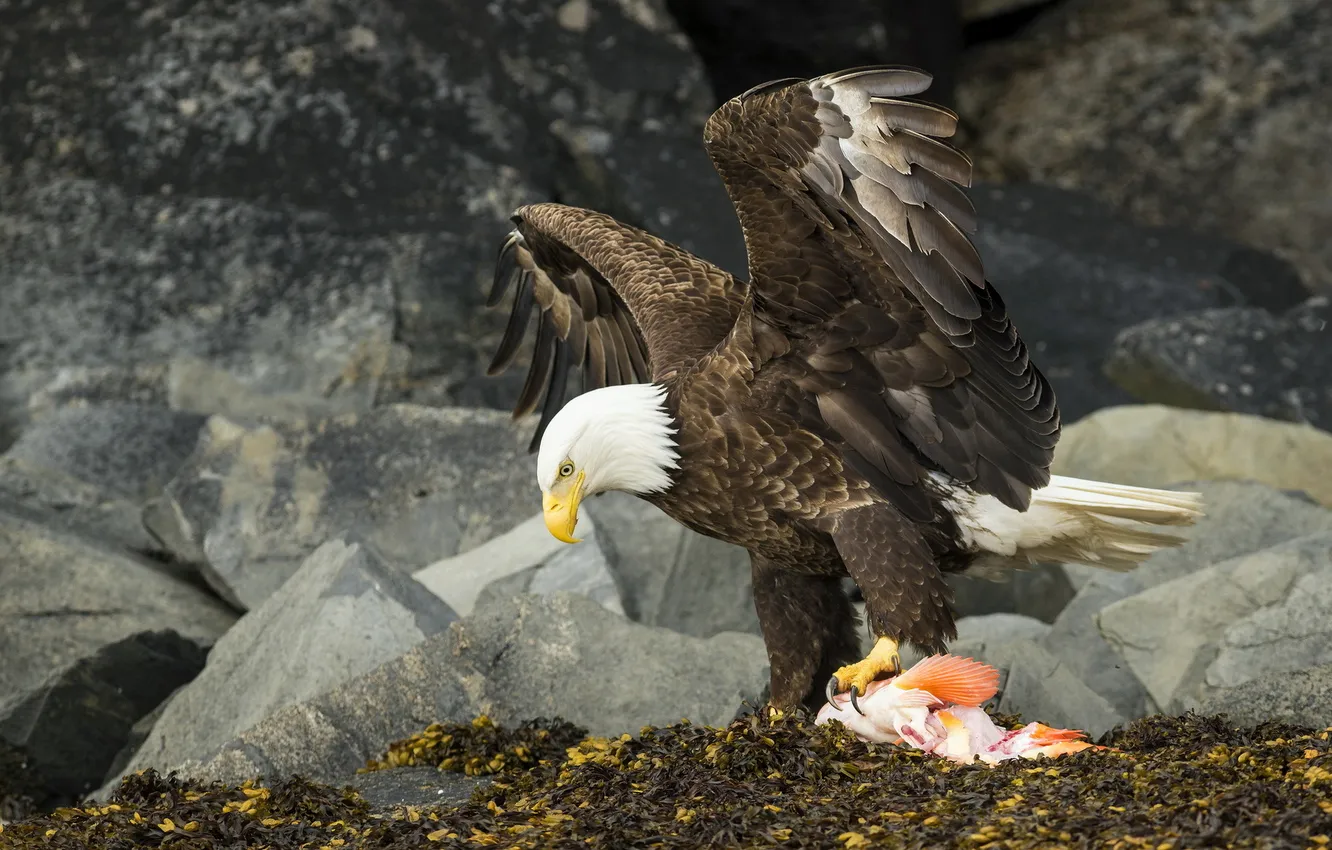 Photo wallpaper raptor, american bald eagle, View to a Kill