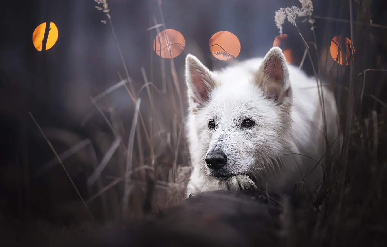 Photo wallpaper grass, face, dog, The white Swiss shepherd dog