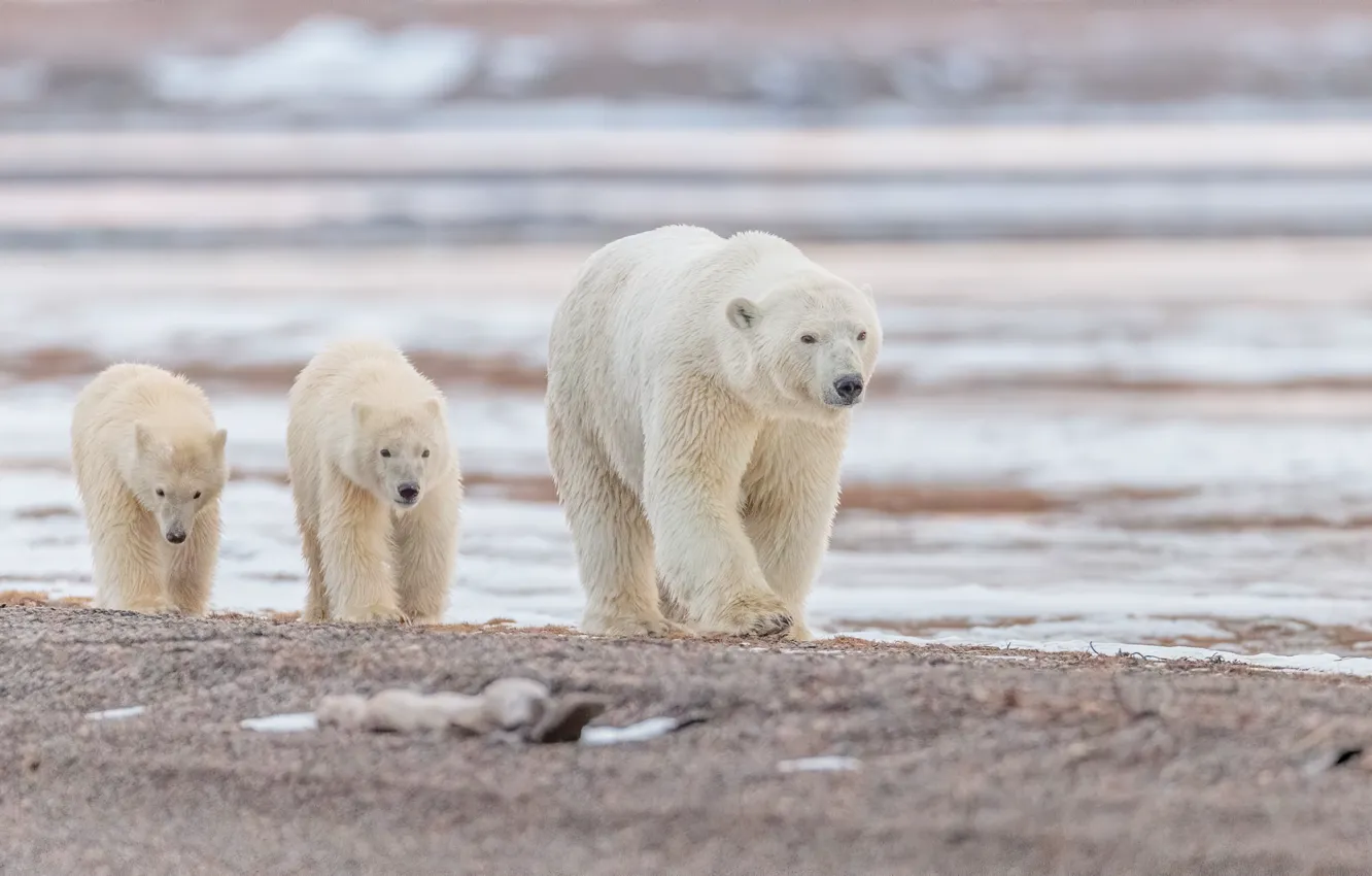 Photo wallpaper water, Alaska, bears, polar bears, bear, cubs, polar bears