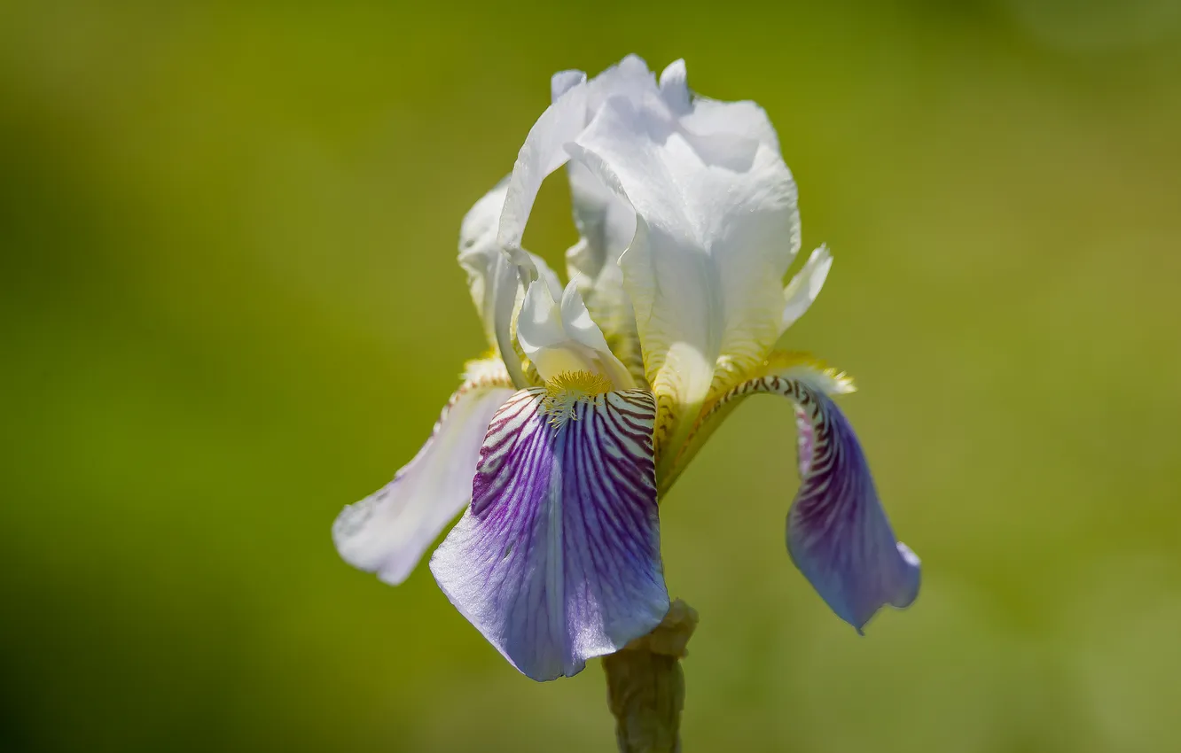 Photo wallpaper summer, flowers, bokeh, iris