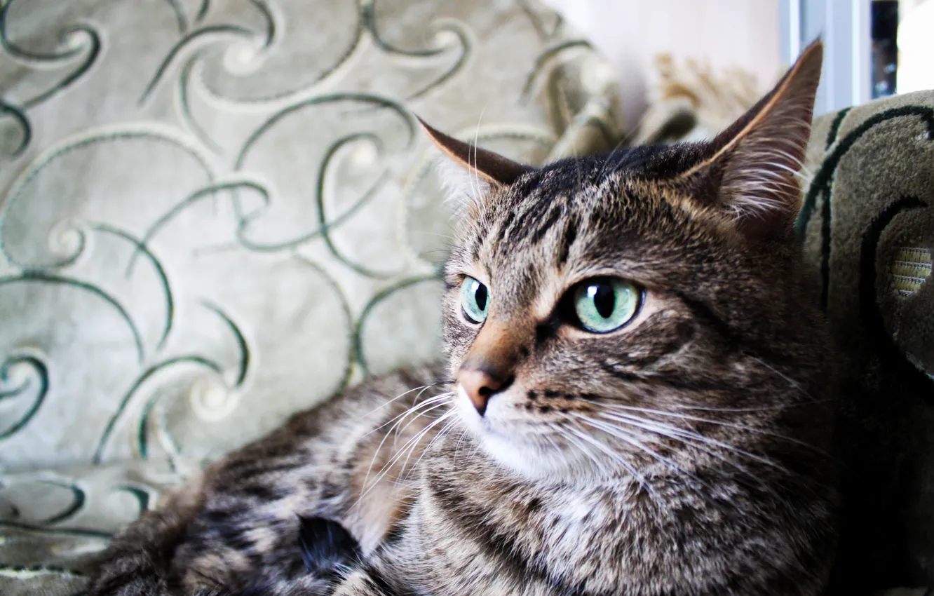 Photo wallpaper cat, beast, cat, home