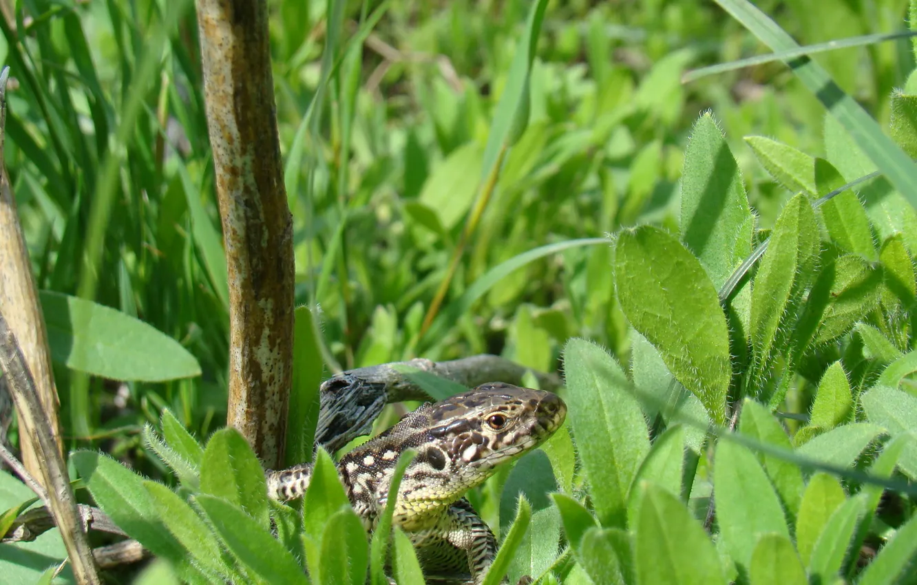 Photo wallpaper eyes, lizard, looks, in the grass