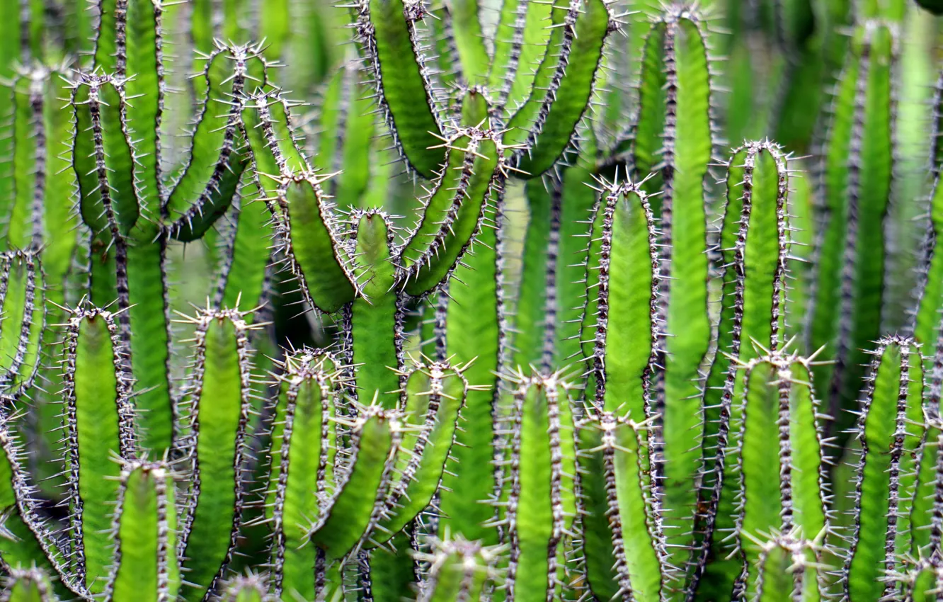 Photo wallpaper landscape, nature, cactus