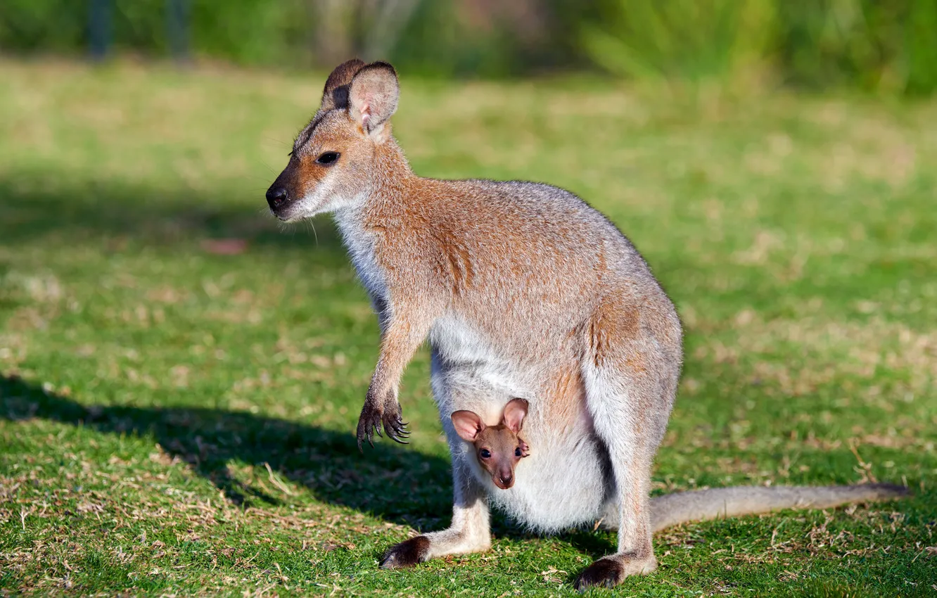 Photo wallpaper glade, kangaroo, bag, cub, a couple, mom, marsupials, kangaroo