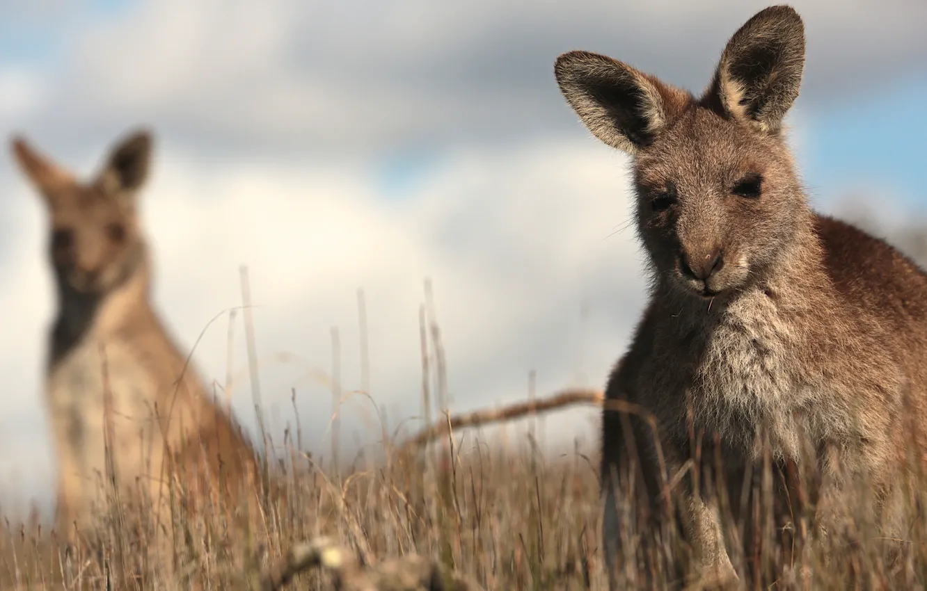 Photo wallpaper grass, kangaroo, bokeh