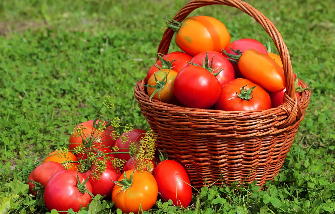 Photo wallpaper grass, basket, harvest, fruit, tomatoes, tomatoes