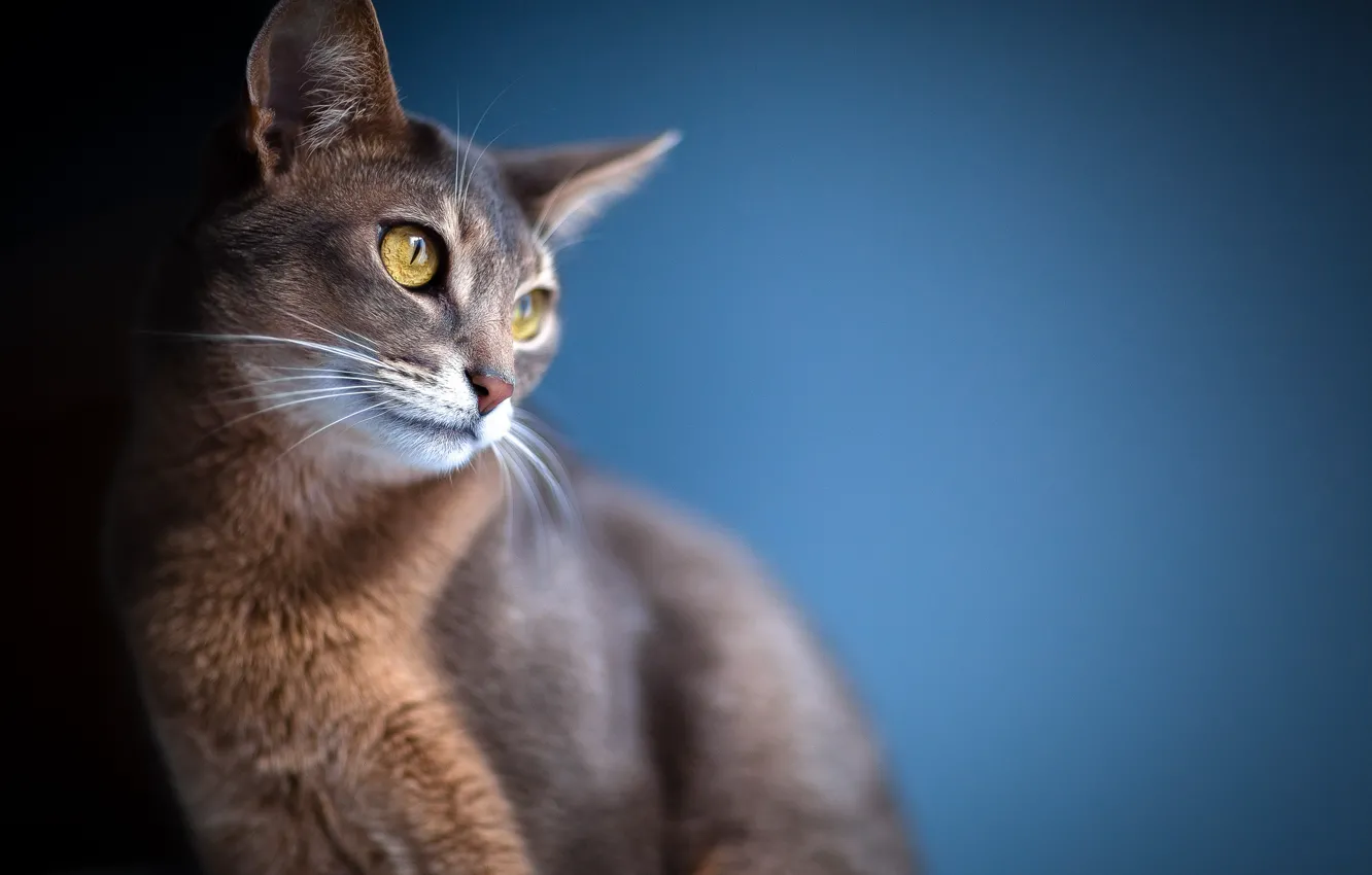 Photo wallpaper cat, eyes, look, background, blur, ears