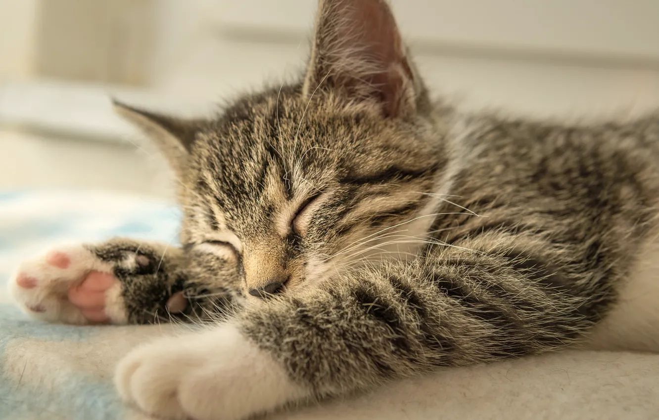Photo wallpaper kitty, legs, baby, sleeping