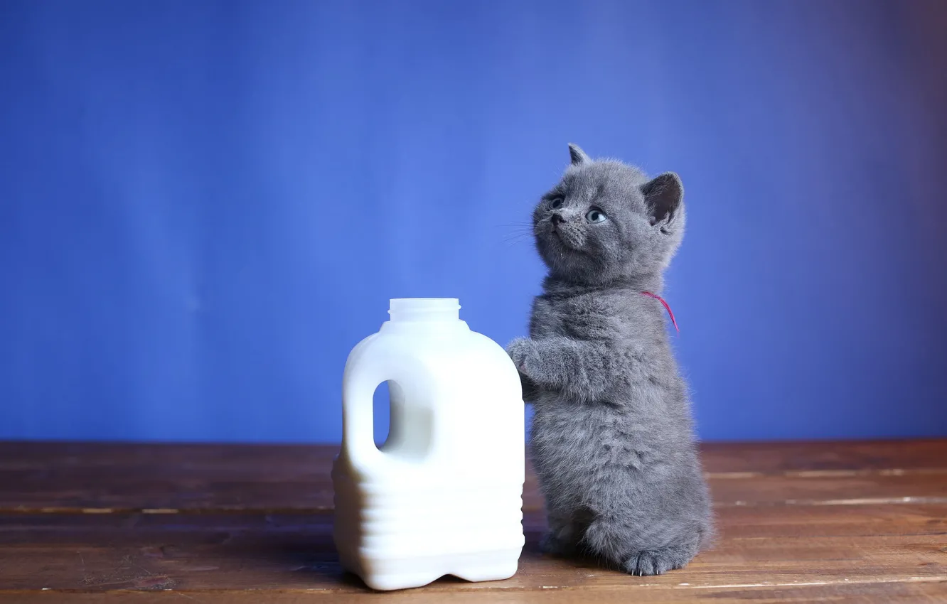 Photo wallpaper baby, milk, canister, kitty, stand