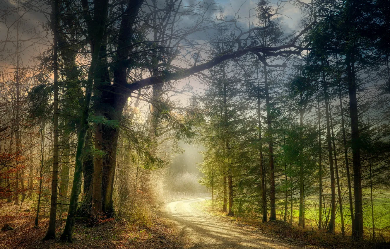 Photo wallpaper forest, light, trees, branches, fog