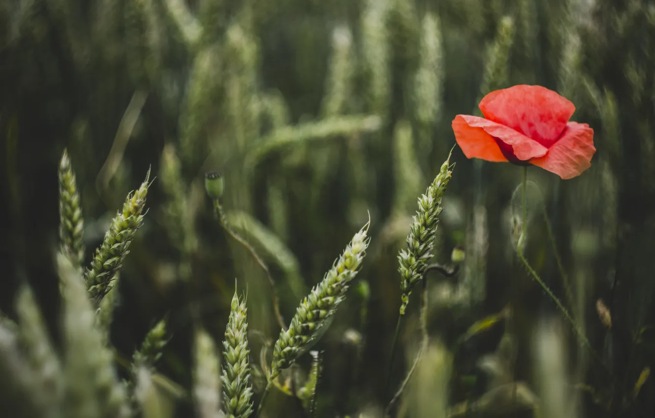 Photo wallpaper wheat, field, summer, flowers, nature, green, Mac