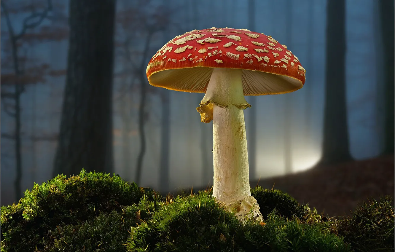 Photo wallpaper forest, mushroom, moss, mushroom