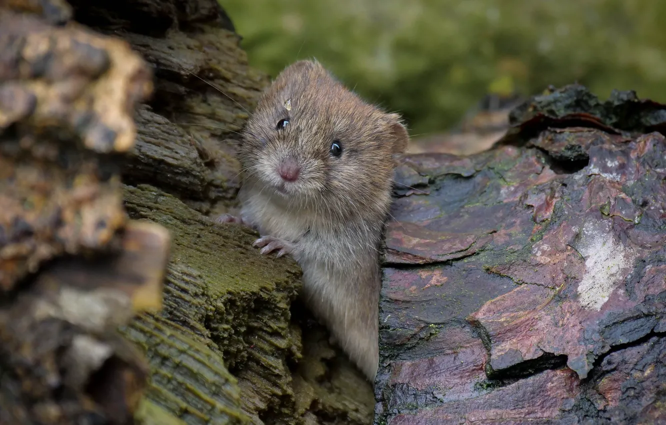 Photo wallpaper mouse, baby, rodent