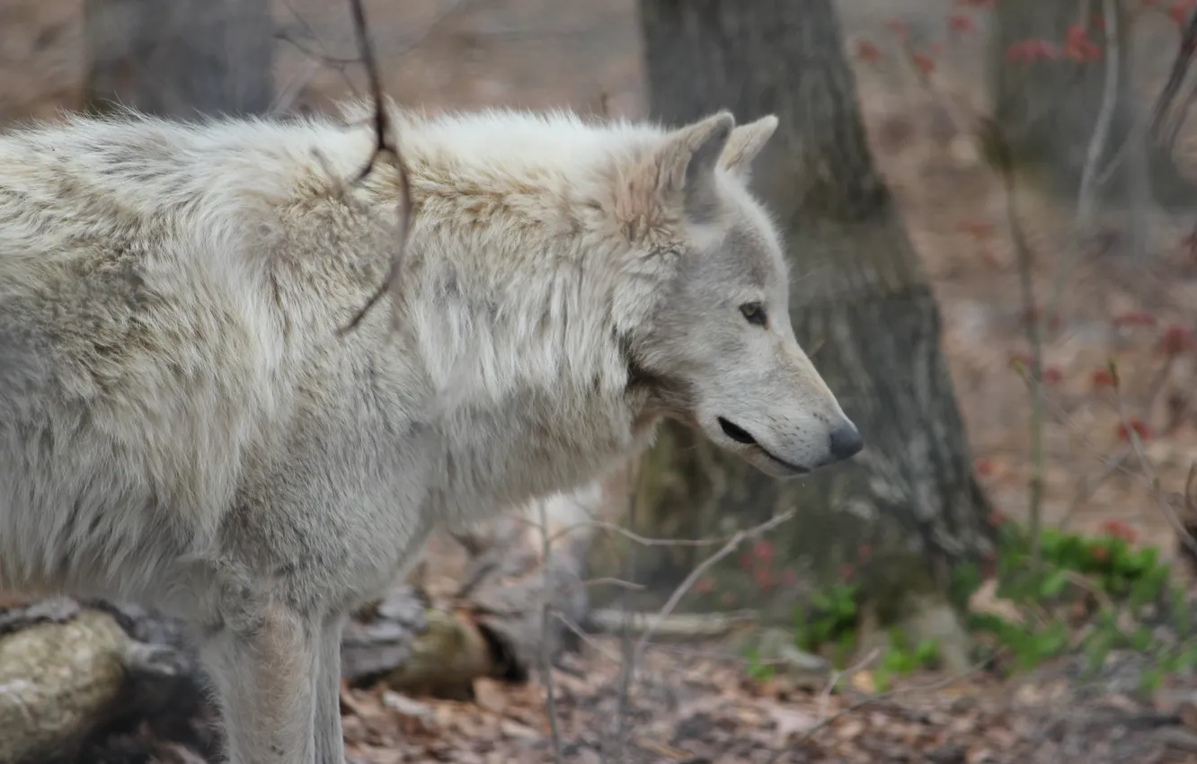 Photo wallpaper nature, Gray Wolf, face, animal, wolf, canis lupus, wildlife, head