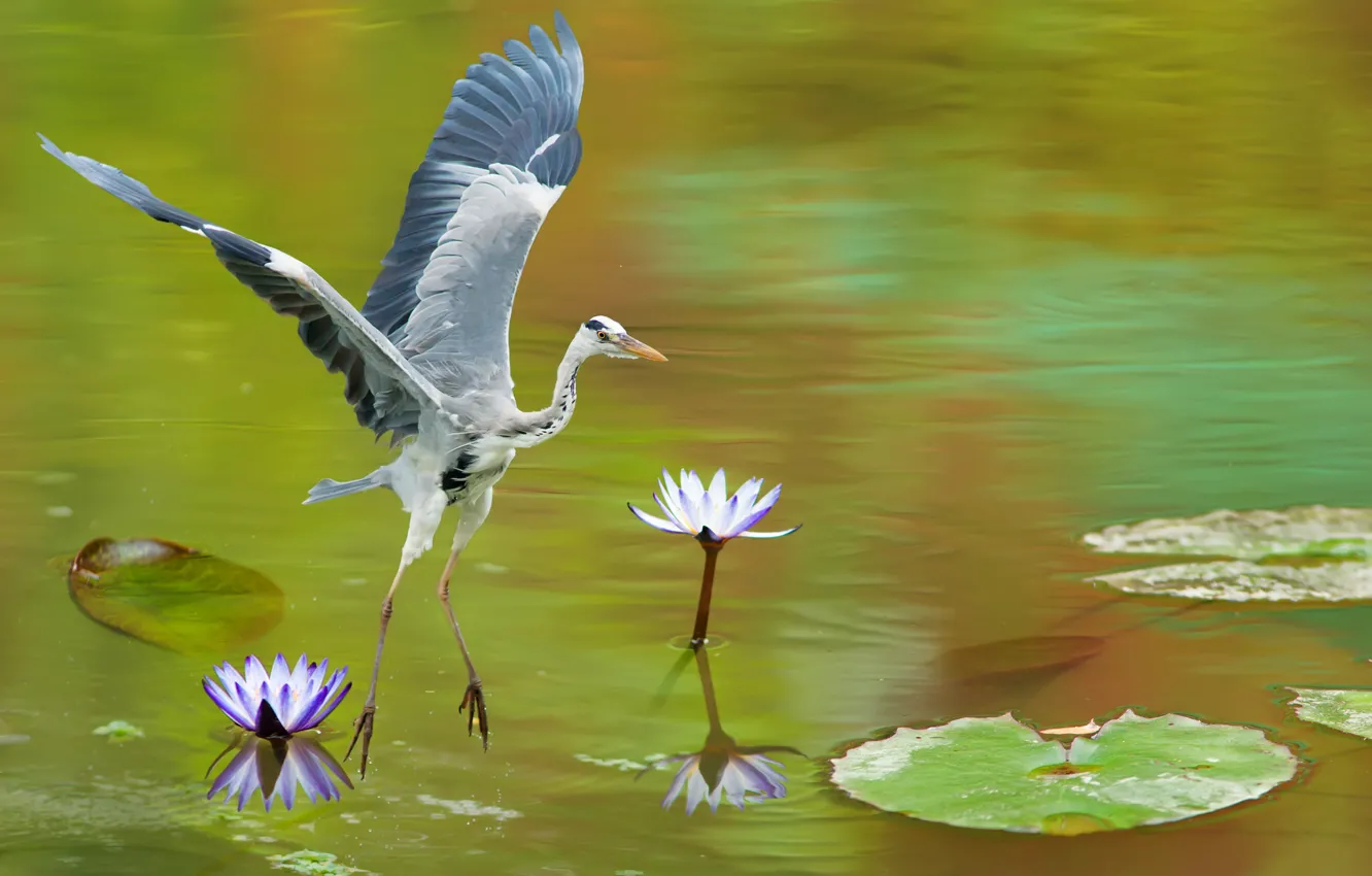 Photo wallpaper lake, bird, grey, Heron, water lilies