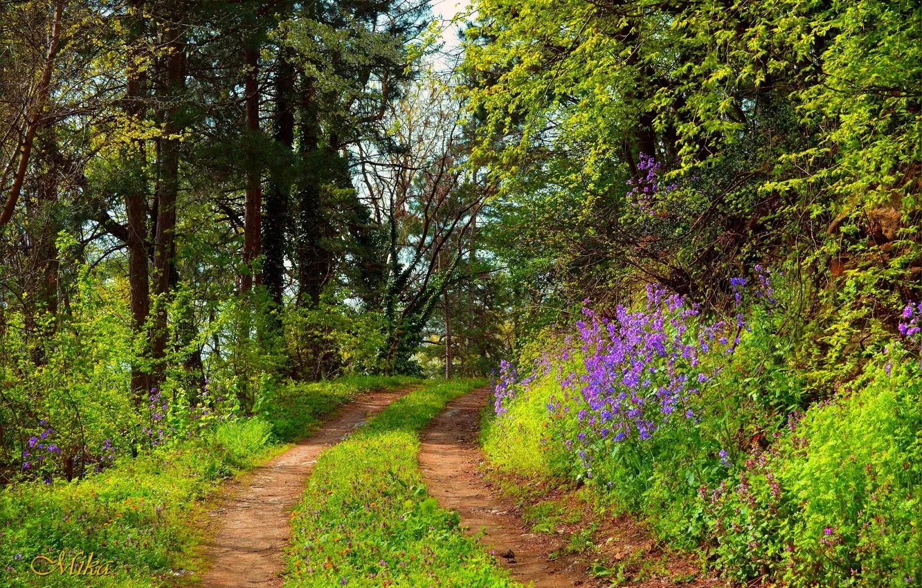 Photo wallpaper Path, Trees, Forest, Forest, Trees, Path