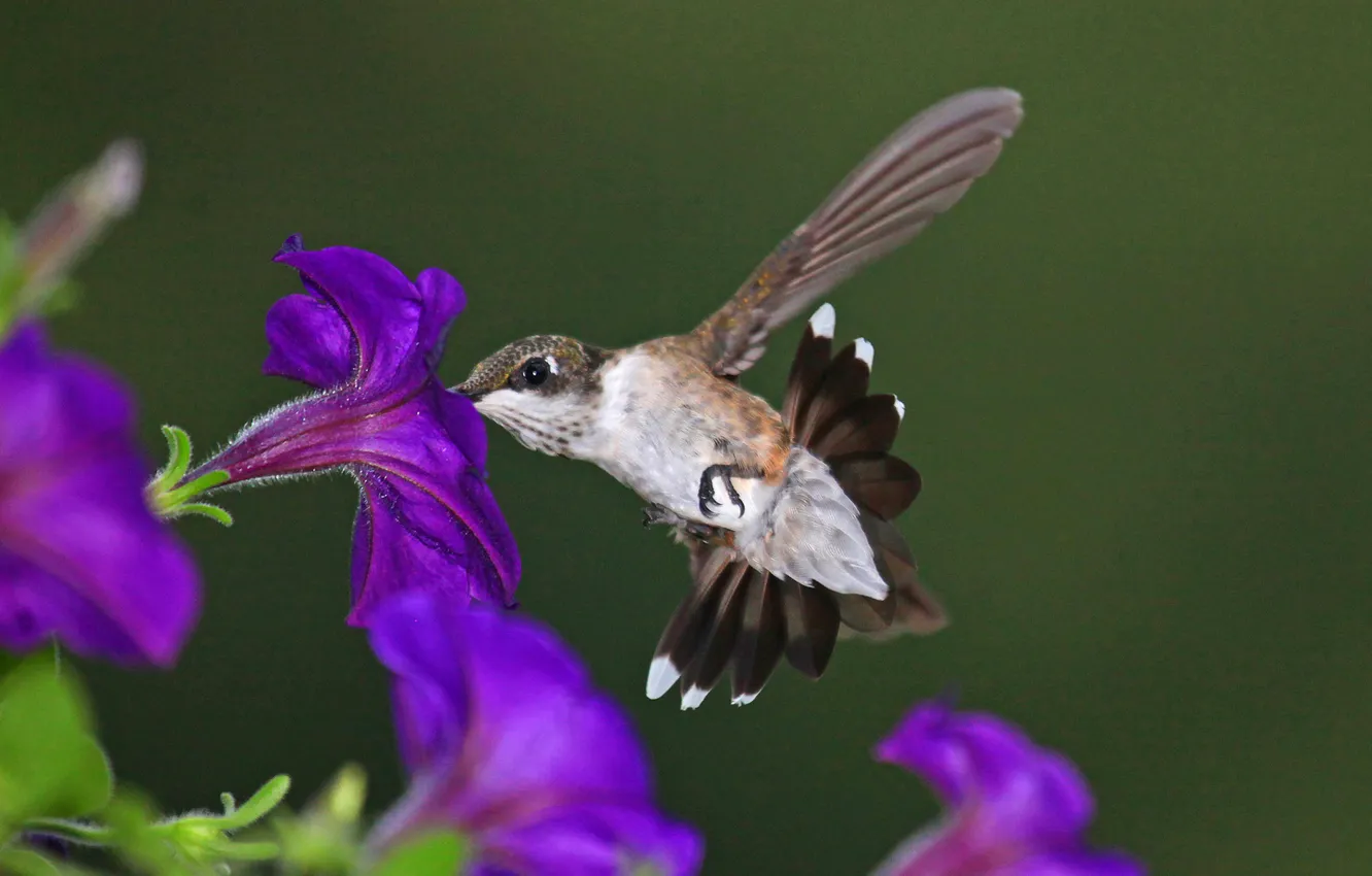 Photo wallpaper flowers, nature, bird, Hummingbird