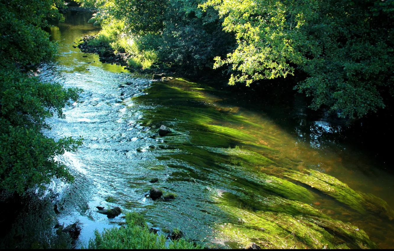 Photo wallpaper greens, river, green, stream, river, trees