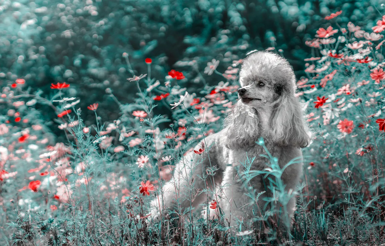 Photo wallpaper summer, grass, look, flowers, nature, Park, grey, glade