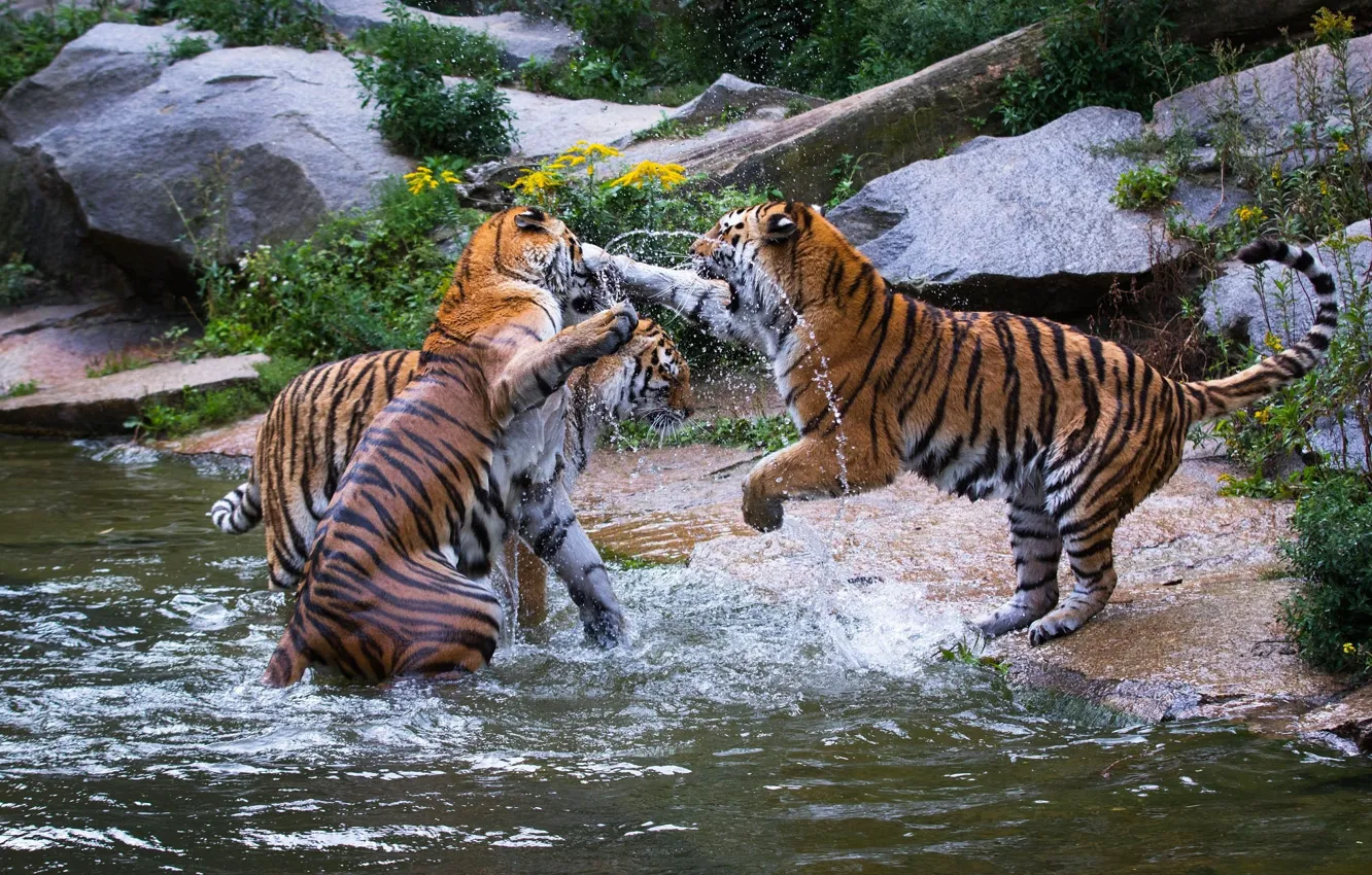 Photo wallpaper the game, predators, fight, wild cats, tigers, trio
